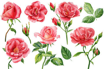 Set roses on isolated white background, watercolor clipart, hand drawing, botanical illustration - obrazy, fototapety, plakaty