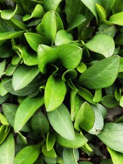 Fototapeta premium Green leaves background. Essential oil plants.
