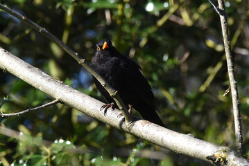 Amsel