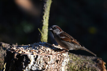 Spatz