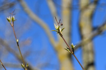 bee on a branch