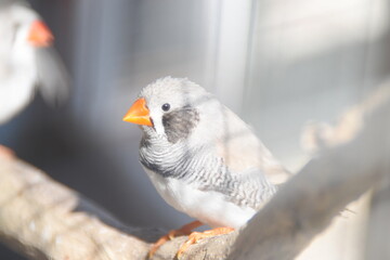 dove on a branch