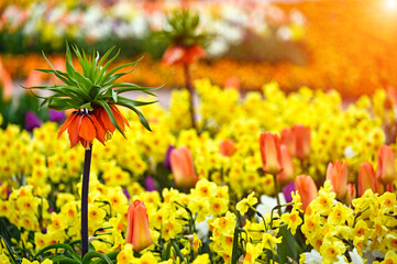 Kaiser's crown flower garden spring season