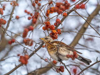 Fieldfare sitting on the bush and feeding on wild red apples in winter or early spring time.