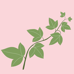 Simplicity ivy freehand drawing flat design.
