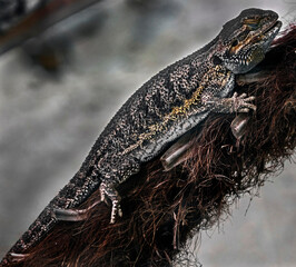 Bearded dragon on the branch. Latin name - Amphibolurus vitticeps