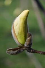 Magnolia