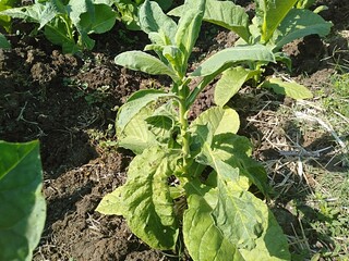 Tobacco Plantation 
