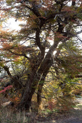 Paisaje Otoñal 