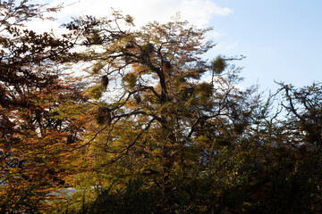 Paisaje Otoñal 