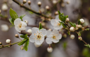 Cherry tree in blossom in spring garden. New season beginning.
