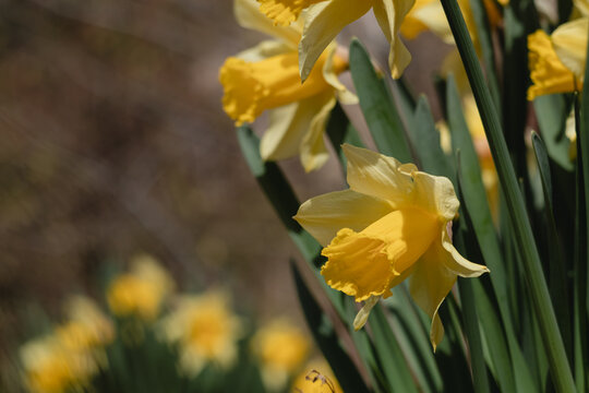 Flower bed with yellow daffodil or narcissus.