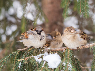 Two Sparrows sits on a branch without leaves.