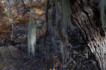 Arboles del bosque patagónico 