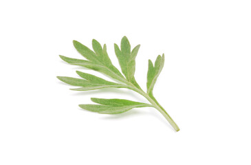 Artemisia absinthium, a leaf of fresh branches of wormwood plant close up isolated on white