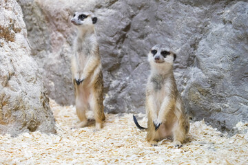 Fototapeta premium Two funny meerkats in the zoo
