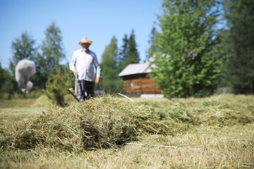 Naklejka na ściany i meble An elderly farmer cleans up the cut hay. A gray-haired man mows the grass in the meadow.