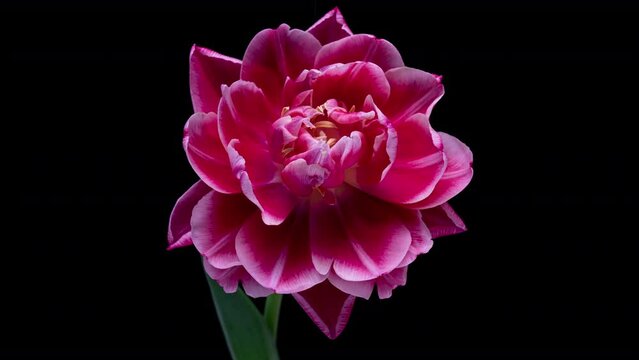 Peony tulip blooms, time lapse, on a black background 4k video