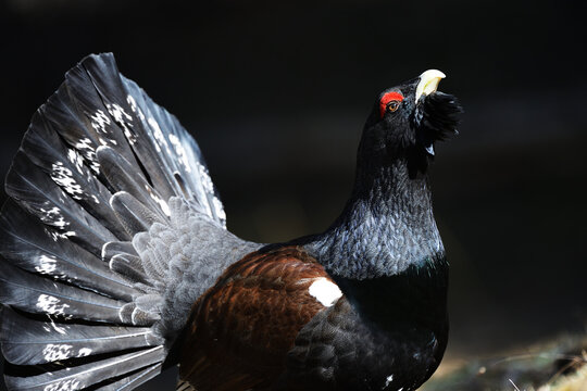 Auerhahn Brunft in den Alpen
Mating season grouse in the Alps