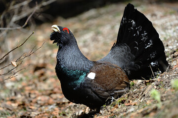 Auerhahn Brunft in den Alpen
Mating season grouse in the Alps