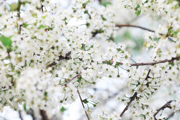 White flowers on a green bush. The white rose is blooming. Spring cherry apple blossom.