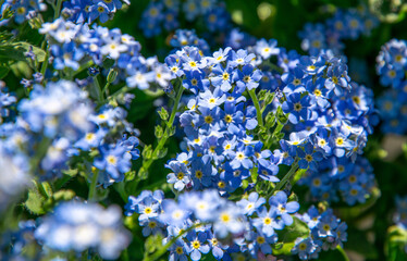 Blue forget-me-not flower in sunny spring garden