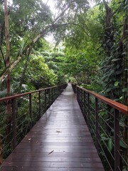 Bridge in the rain forest in Costa Rica 
