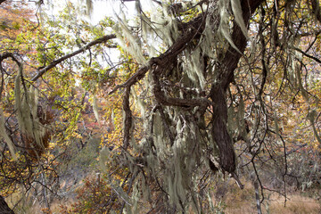 Arboles del bosque patagónico 