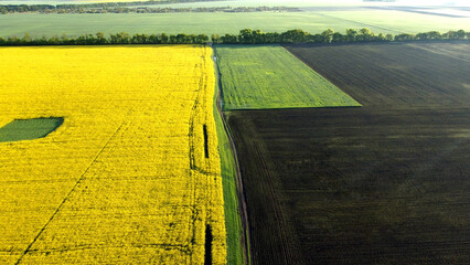 Shooting from a height. Road between a yellow flowering rapeseed field and a plowed sown field....