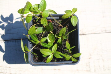 Barwinek niebieski vinca minor