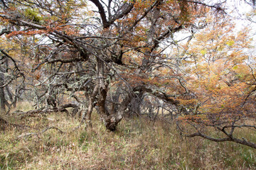 Arboles del bosque patagónico 