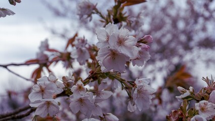 Fruit trees blooming in spring