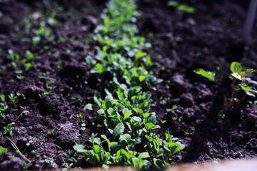 Young sprouts of seedlings in the vegetable garden. Greenery in a greenhouse. Fresh herbs in the spring on the beds.
