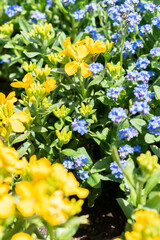 Naklejka na ściany i meble Blue and yellow flowers in a park in Weesen in Switzerland