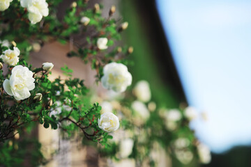 White flowers on a green bush. The white rose is blooming. Spring cherry apple blossom.