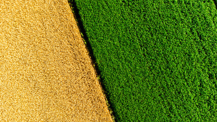 Aerial drone view over border between yellow wheat field and green agricultural field. Top view two...