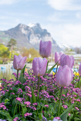 Lila tulip flower blossoms in a park in Weesen in Switzerland