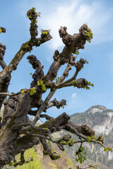 Fototapeta na wymiar Branches of a platanus tree in Weesen in Switzerland
