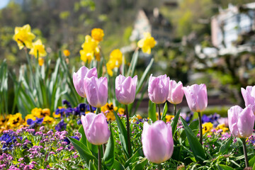 Lila tulip flower blossoms in a park in Weesen in Switzerland