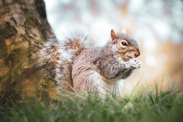 Naklejka na ściany i meble Hyde park grey squirrel holding a nut