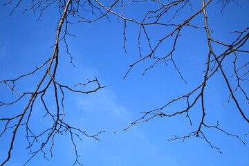 Branch no leafagainst a bright blue background sky.
