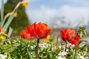 Fototapeta premium Red tulip blossom in a park in Weesen in Switzerland