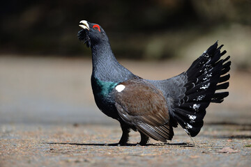Auerhahn Brunft in den Alpen
Mating season grouse in the Alps