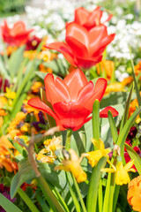 Red tulip blossom in a park in Weesen in Switzerland