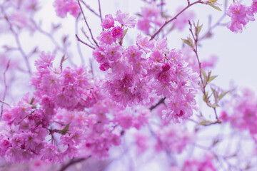 Cherry blossoms, delicate pink flowers on a tree in the garden in the spring in the morning sun, delicate cherry blossoms