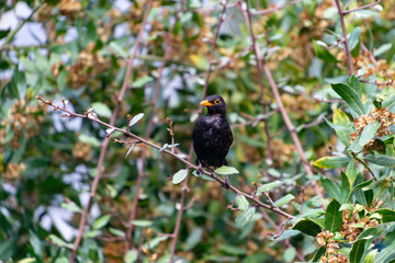 Blackbird. Blackbird resting on a tree branch in Saint Jean Pied de Port village, in France. Horizontal photography.
