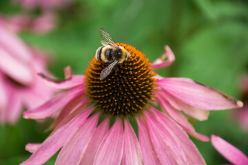 The bee collects pollen on Echinacea purple, pink. Blooming medicinal plant, rudbeckia to boost immunity. Perennial plant of the aster family. Selective focus.