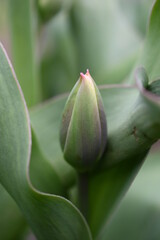 Obraz premium tulipan