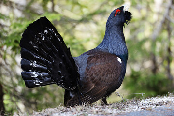Auerhahn Brunft in den Alpen
Mating season grouse in the Alps