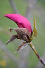 Magnolia